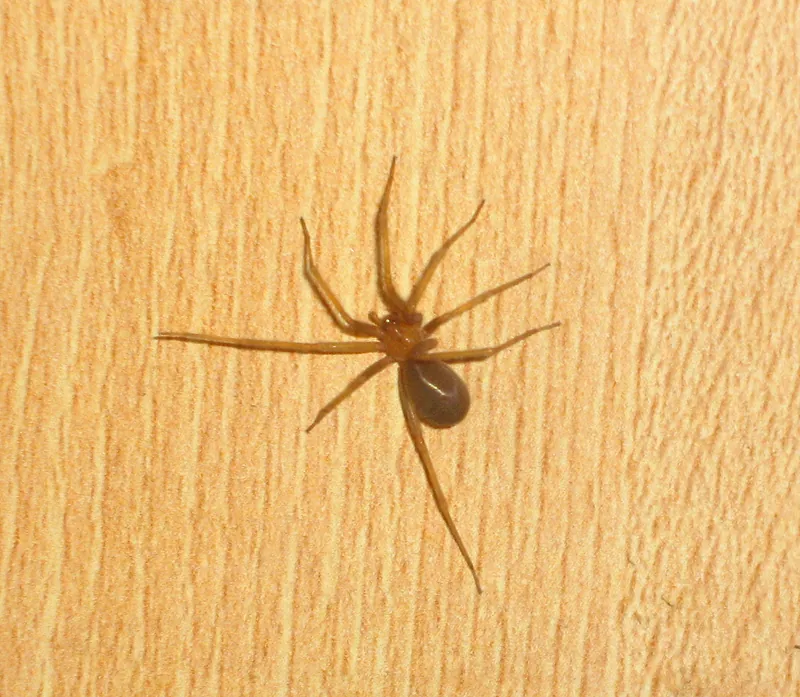Araña de rincón (Loxosceles laeta) sobre un mueble de madera, dentro de una casa