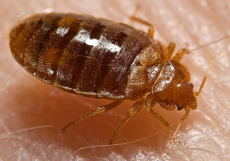 Ninfa de chinche de cama (Cimex lectularius) alimentándose sobre la piel, vista de muy cerca