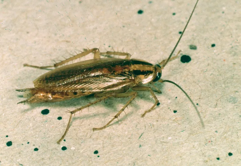 Cucaracha alemana (Blattella germanica) adulta, con las dos franjas oscuras detrás de la cabeza