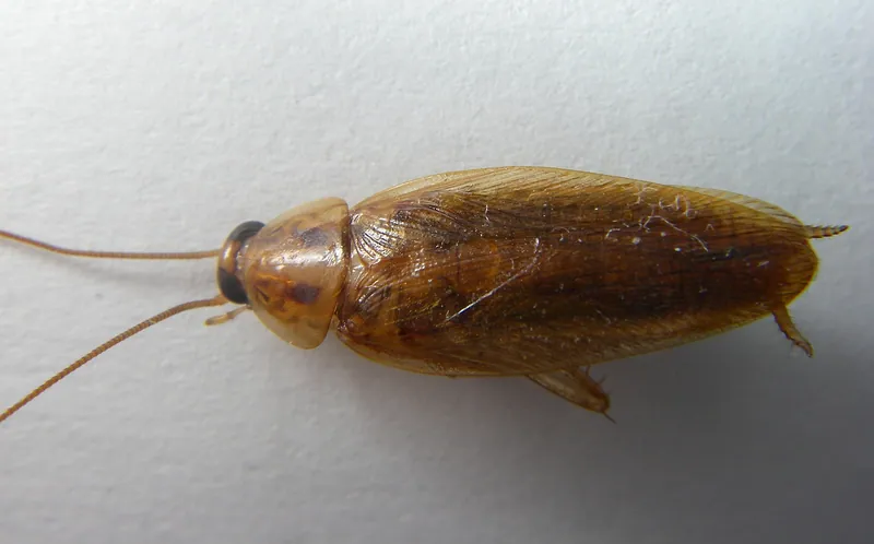 Cucaracha alemana (Blattella germanica) adulta vista desde arriba sobre una superficie blanca