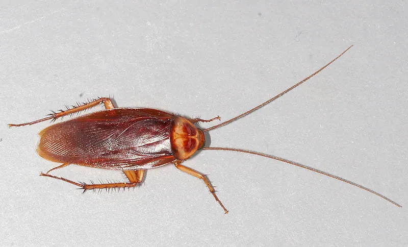 Cucaracha americana (Periplaneta americana) adulta vista desde arriba: rojiza, con antenas largas y un borde claro detrás de la cabeza