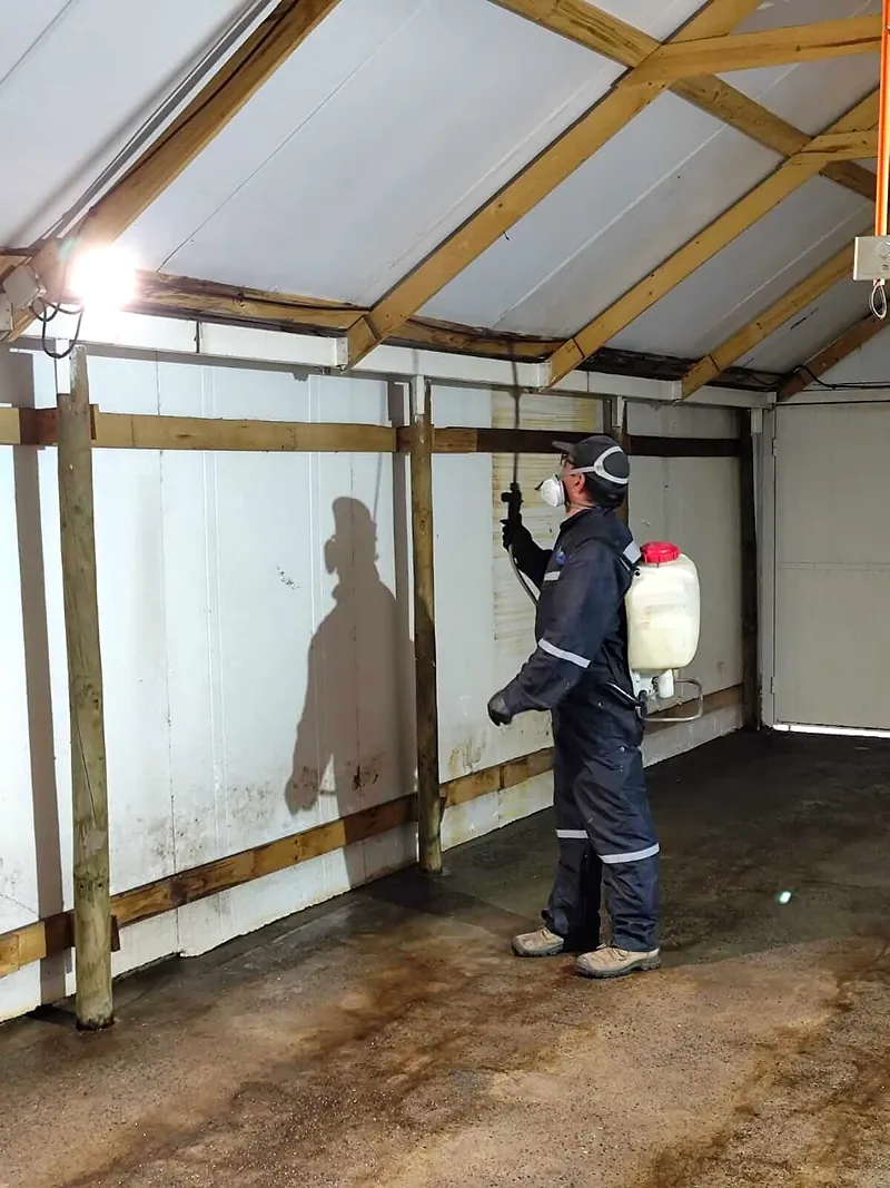 Técnico con bomba de espalda aplica insecticida en las vigas de madera del techo de una bodega