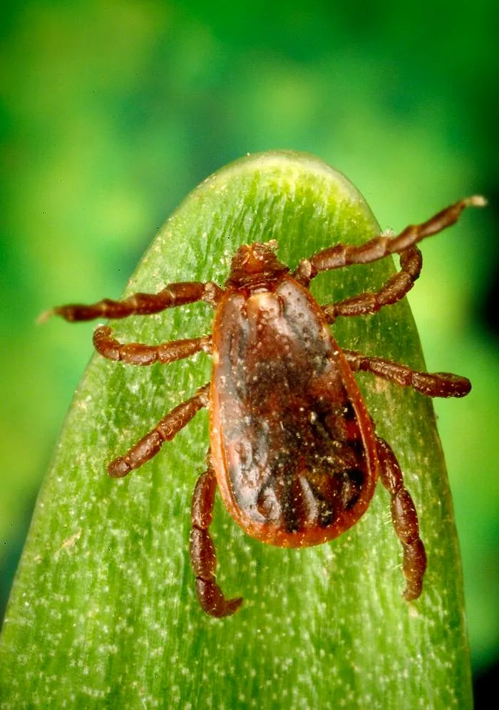 Garrapata café del perro (Rhipicephalus sanguineus), macho adulto sobre una hoja