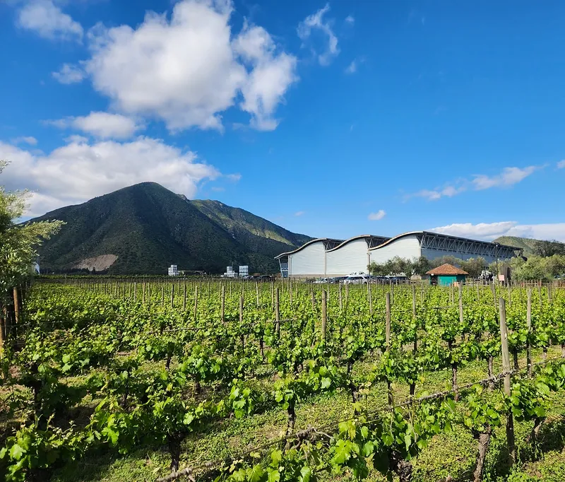 Hileras de viñedo en Isla de Maipo, con el cerro Lonquén y una bodega de techo ondulado al fondo
