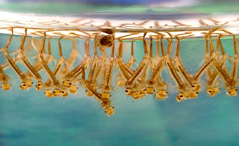 Larvas de zancudo (Culex) colgando bajo la superficie de agua estancada para respirar
