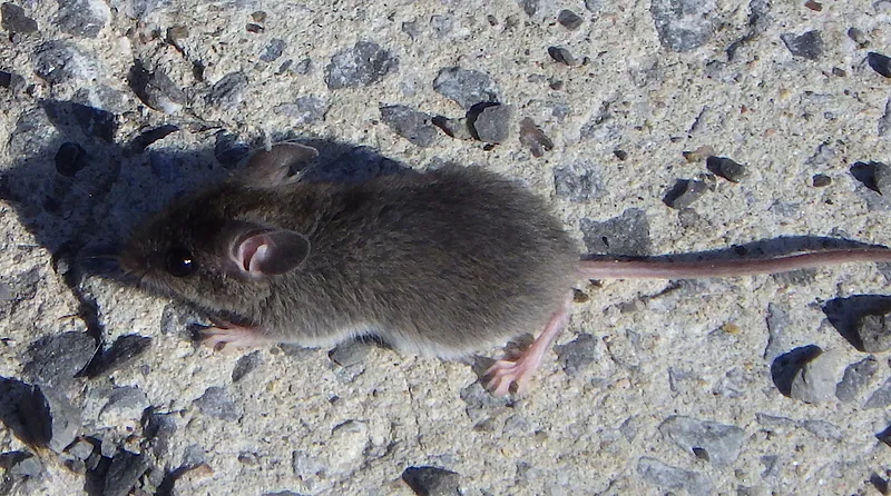 Laucha (Mus musculus) sobre un piso de cemento a pleno sol