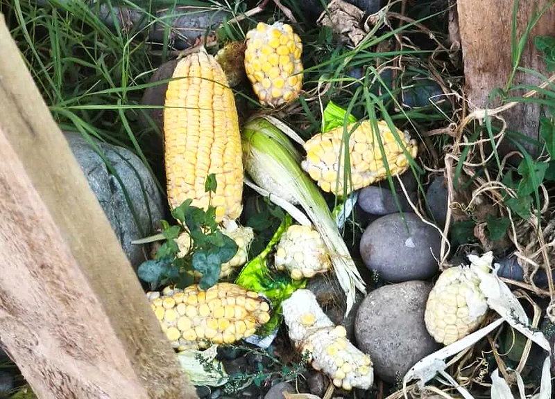 Choclos roídos por ratones entre el pasto y las piedras de una parcela