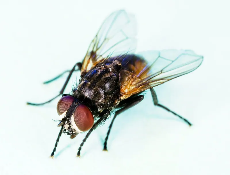 Mosca doméstica (Musca domestica) vista de muy cerca sobre un fondo claro