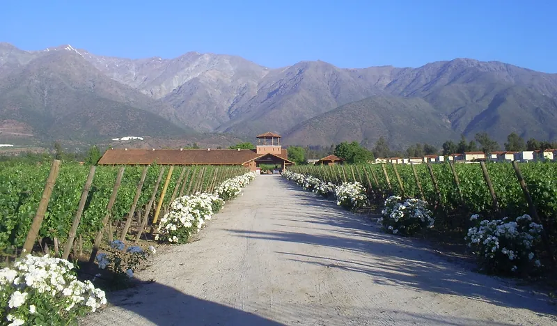 Camino entre viñedos y rosas blancas en Peñalolén, al pie de la cordillera de los Andes