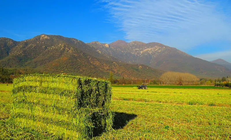 Fardo de alfalfa recién cortada en un potrero de Pirque, con los cerros de la precordillera al fondo
