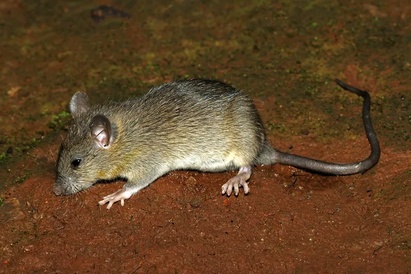 Rata negra o de tejado (Rattus rattus): cuerpo delgado, orejas grandes y cola más larga que el cuerpo