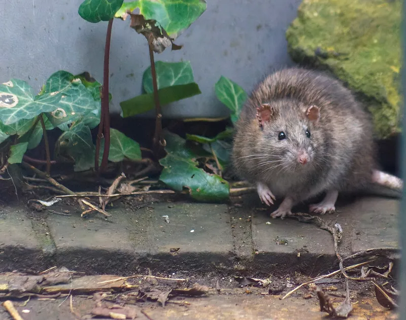 Rata parda (Rattus norvegicus) junto a la base de un muro, entre hojas de hiedra