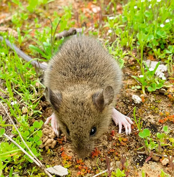 Ratón colilargo (Oligoryzomys longicaudatus), roedor nativo, olfateando el suelo entre pasto y hierbas
