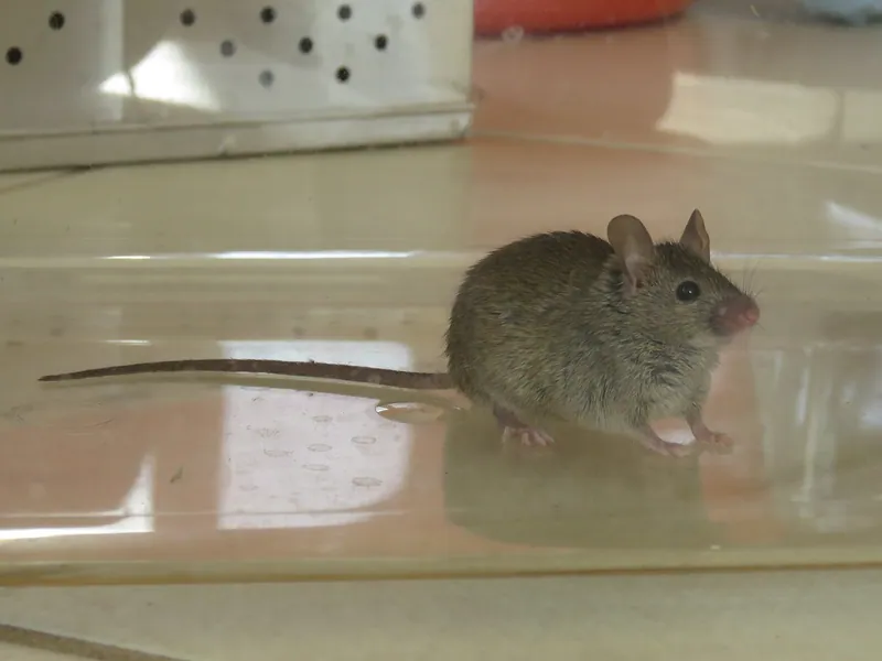 Laucha o ratón doméstico (Mus musculus): orejas grandes, ojos saltones y cola larga