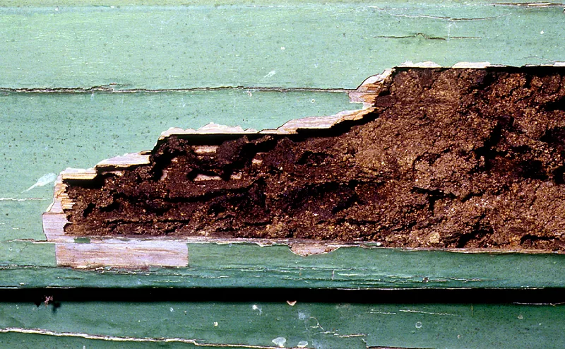 Tabla de revestimiento de madera pintada con el interior comido por termitas