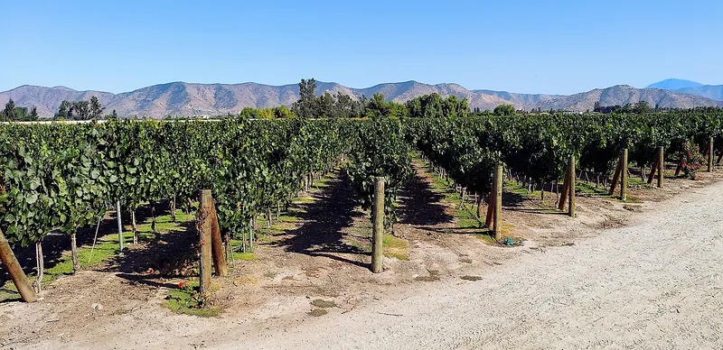 Hileras de viñedo junto a un camino de tierra en Talagante, con cerros al fondo