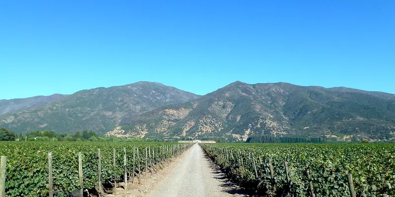 Viñedos y camino de tierra en el valle de Colchagua, con los cerros de fondo